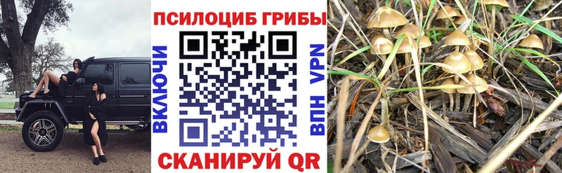 Галлюциногенные грибы Magic Shrooms  мега маркетплейс  Котельнич 