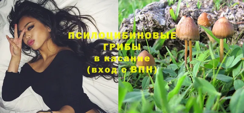 цены   Котельнич  ссылка на мегу как войти  Псилоцибиновые грибы Psilocybe 